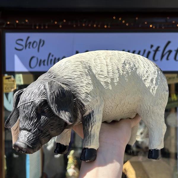 Black & White Pig